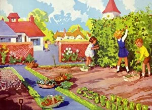 Images Dated 2nd July 2009: Infant School Illustrations 1950s UK gardens vegetables patches Enid Blyton