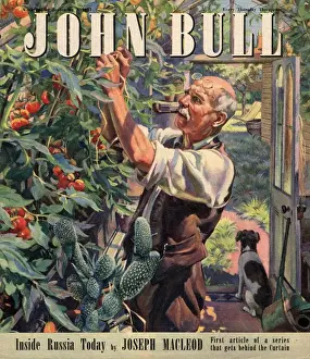 John Bull 1947 1940s UK tomatoes gardens magazines horticulture
