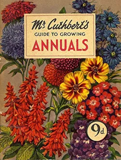 Mr Cuthberts 1953 1950s UK mcitnt flowers Annuals seeds flowers Cuthberts annual