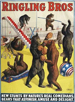 1900s Prints: Ringling Bros 1900s bears performing entertainers brothers